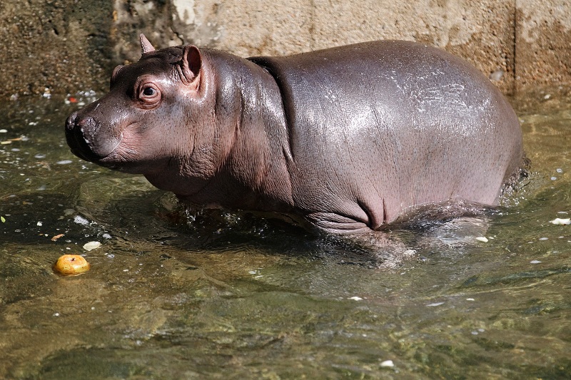 Váleček, foto (c) Tomáš Adamec, Zoo Praha